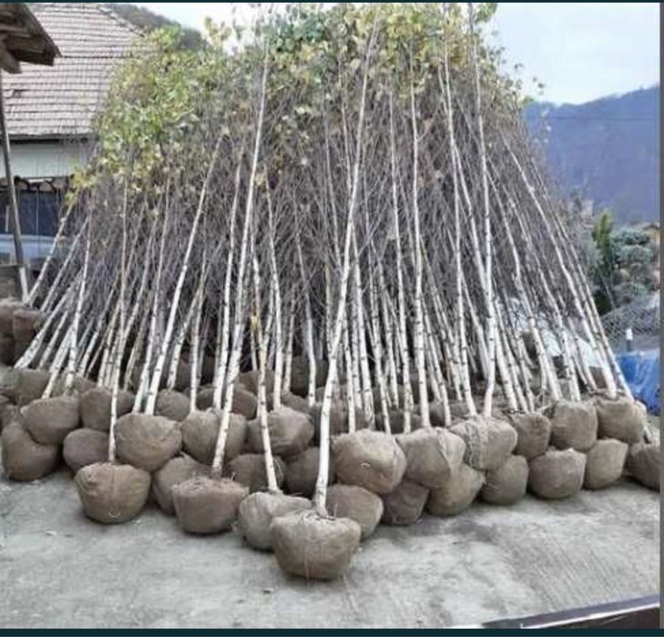 Mesteacan,tei,platan,stejar la cele mai bune preturi+transport gratuit