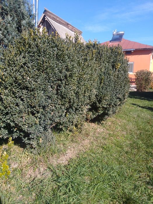 Buxus (gard viu) anul 6