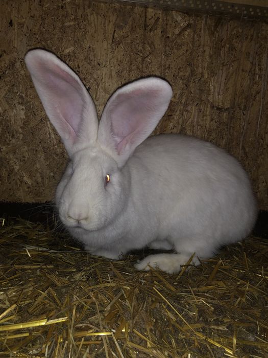 Doua femele urias german alb