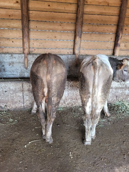 Vand 6 tauri foarte buni