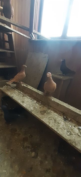 Porumbei voiajori germani si voiajori stil vechi galbeni ..roșii