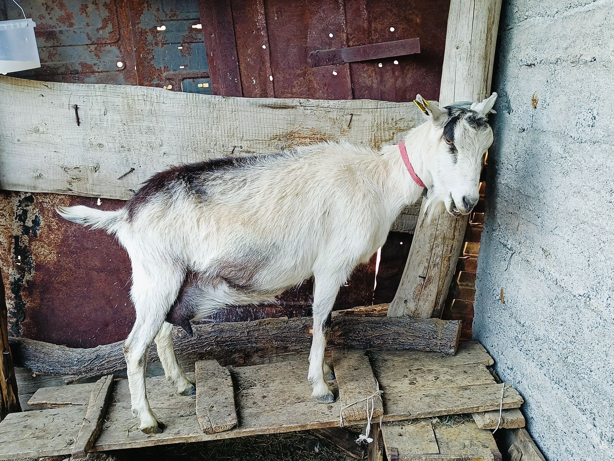 Породистая коза, сүтті ешкі