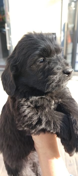 Продаются щенки породы русский охотничий спаниель