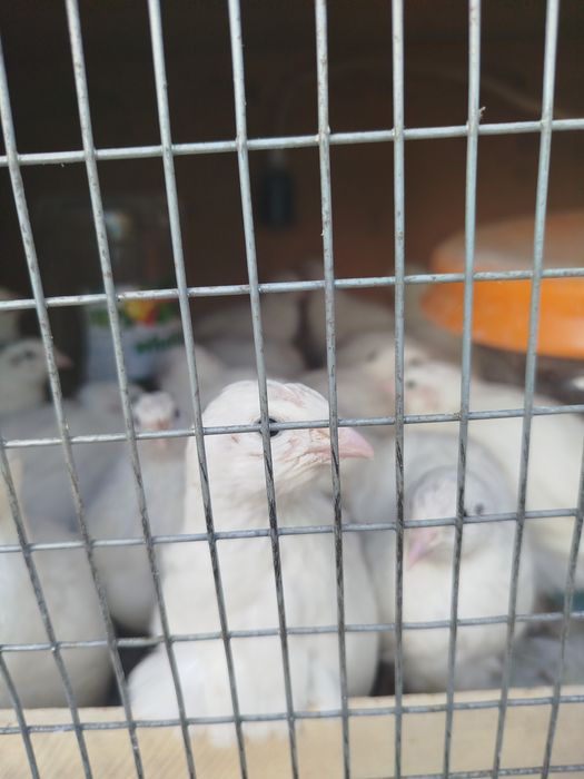 Беданалар сотилади