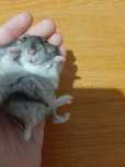 Hamster Țipător de rasă
