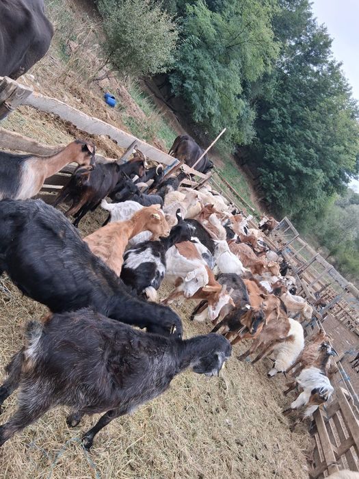 Vând turma de capre și 2 măgari