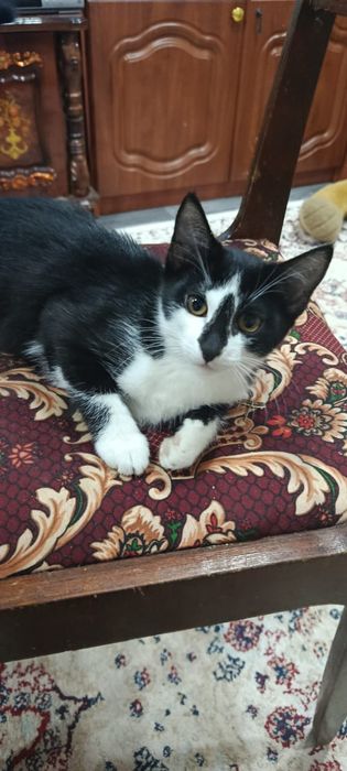 Котята кот котёнок