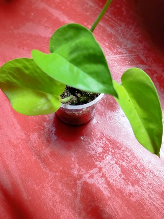 Набор неприхотливых комнатных растений