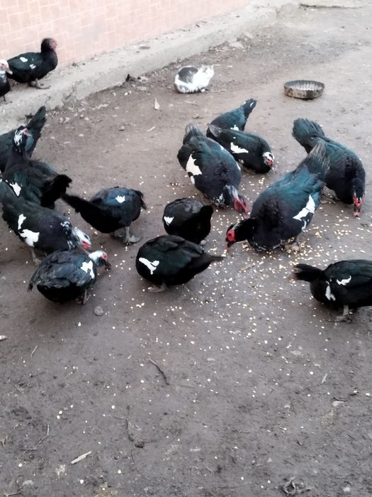 Rate leșești și gâște românești