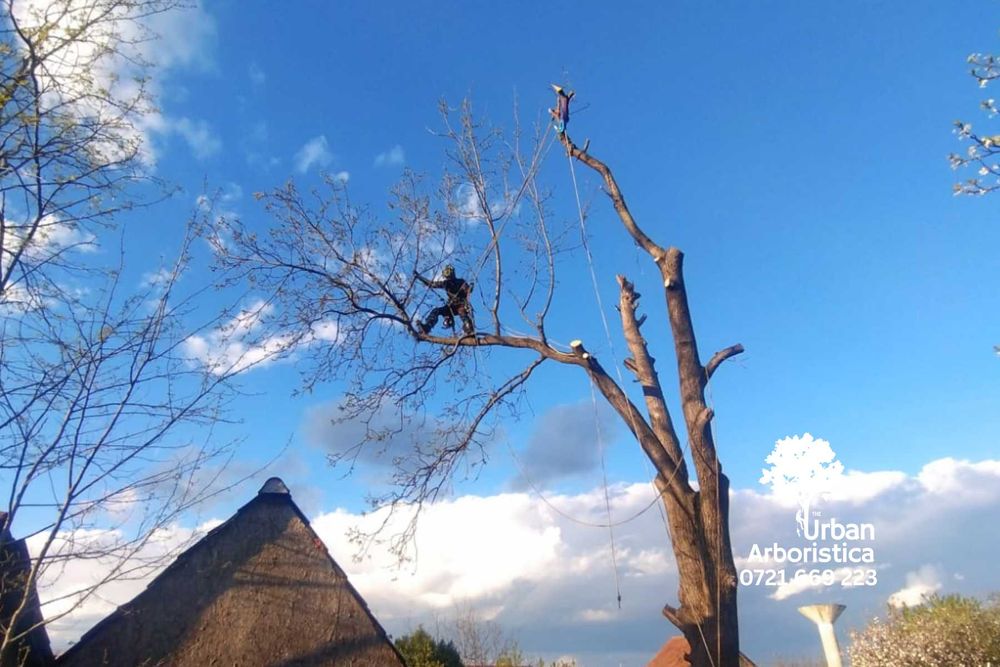 Toaletare Copaci Ingrijire arbori Tundere pomi Toaletat arbusti Sibiu