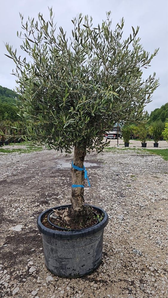 Maslini 1200 lei 2-2,5 m