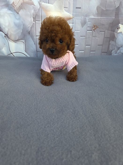 Резервирано!Пудел тийкъп Момиче/Teacup poodle/ с документ за произход
