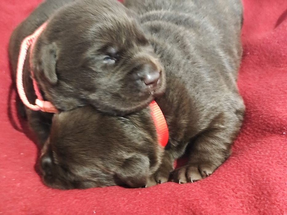 Pui Labrador ciocolatiu cu Pedigree