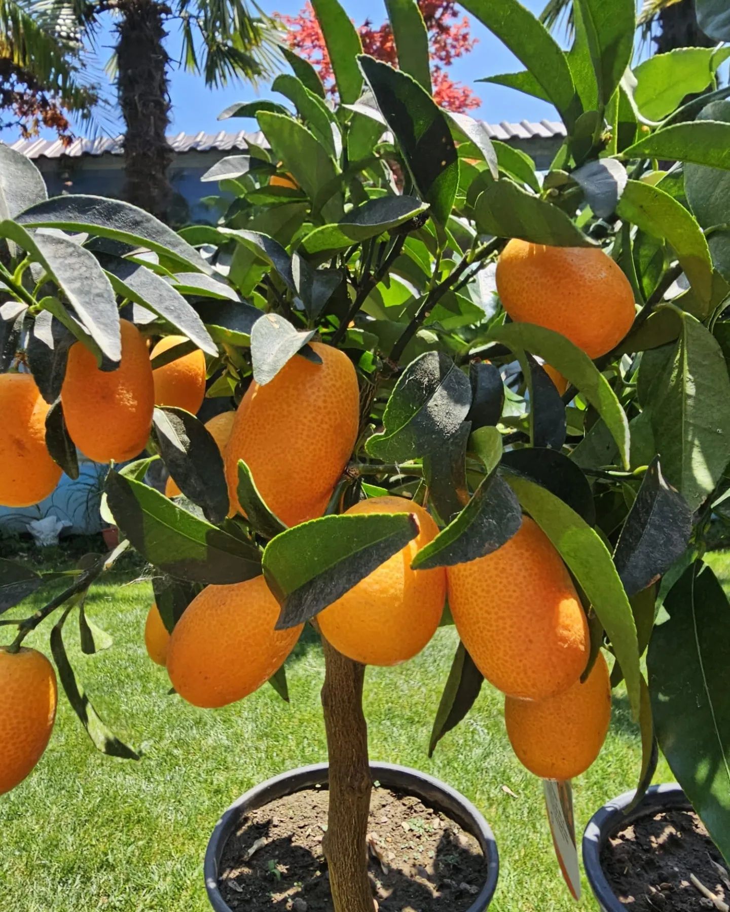 Citrice lamai, kumquat, calamondino