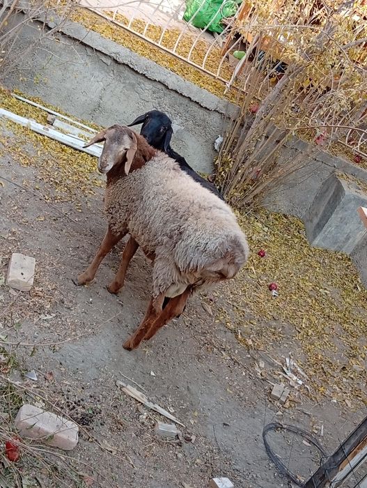 Qo'y sotiladi kattasi 4 700, kichigi 3200