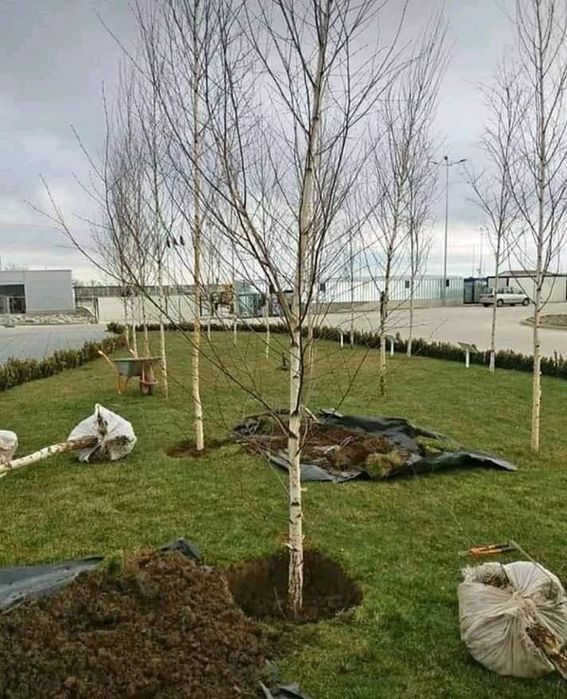 Plante ornamentale și rulou de gazon.