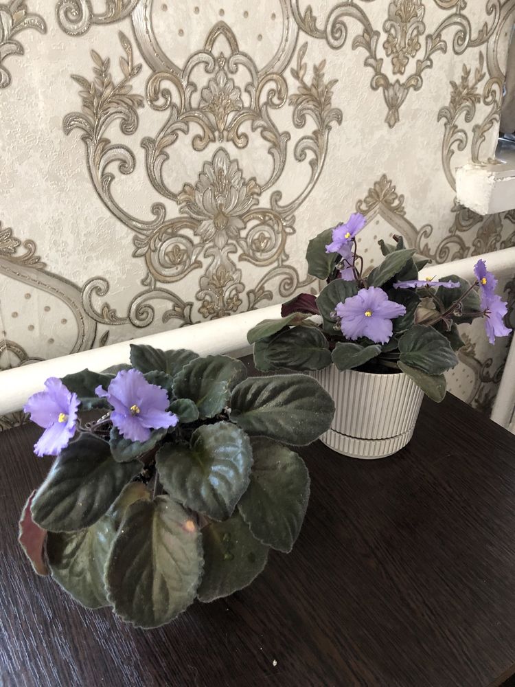 Продам фиалку сортовую