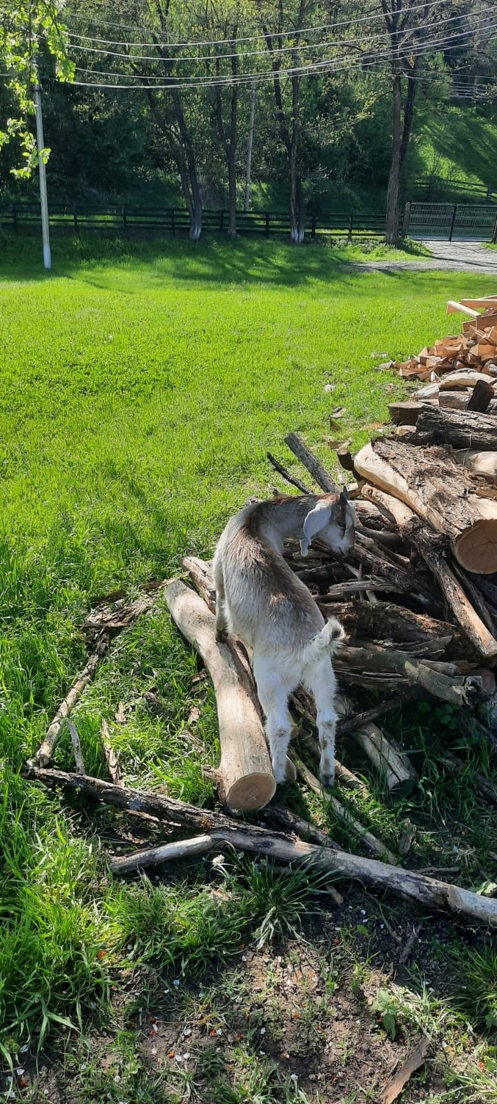 Vând iezi pentru sacrificat