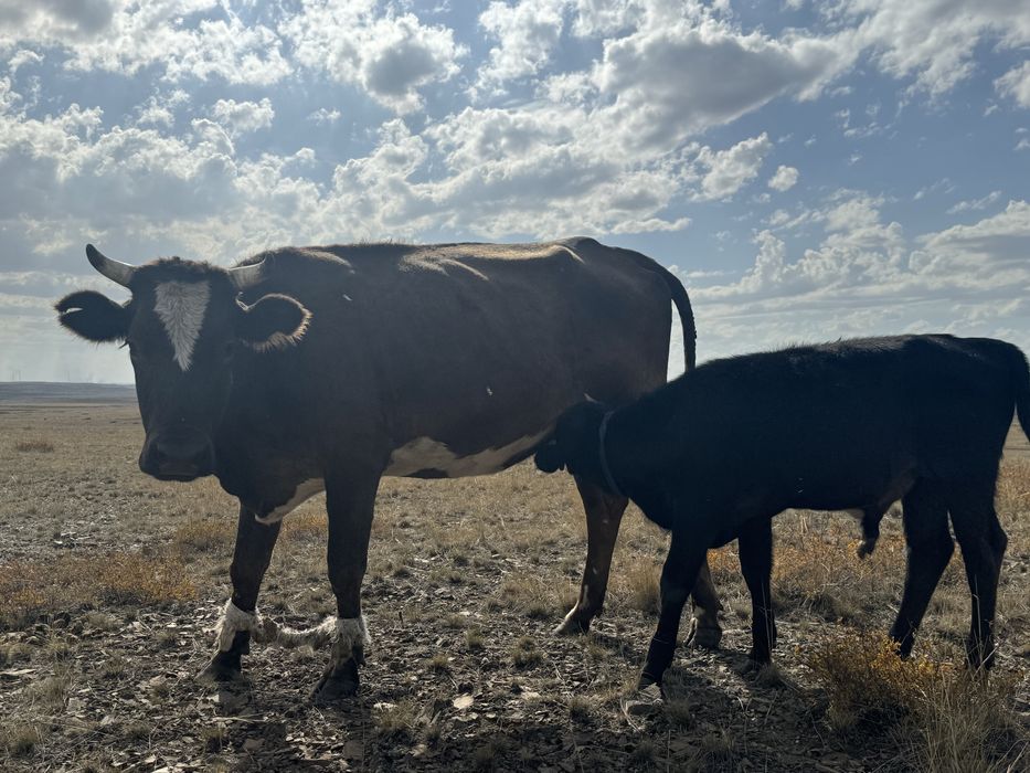 Бызаулы сиыр сауынды