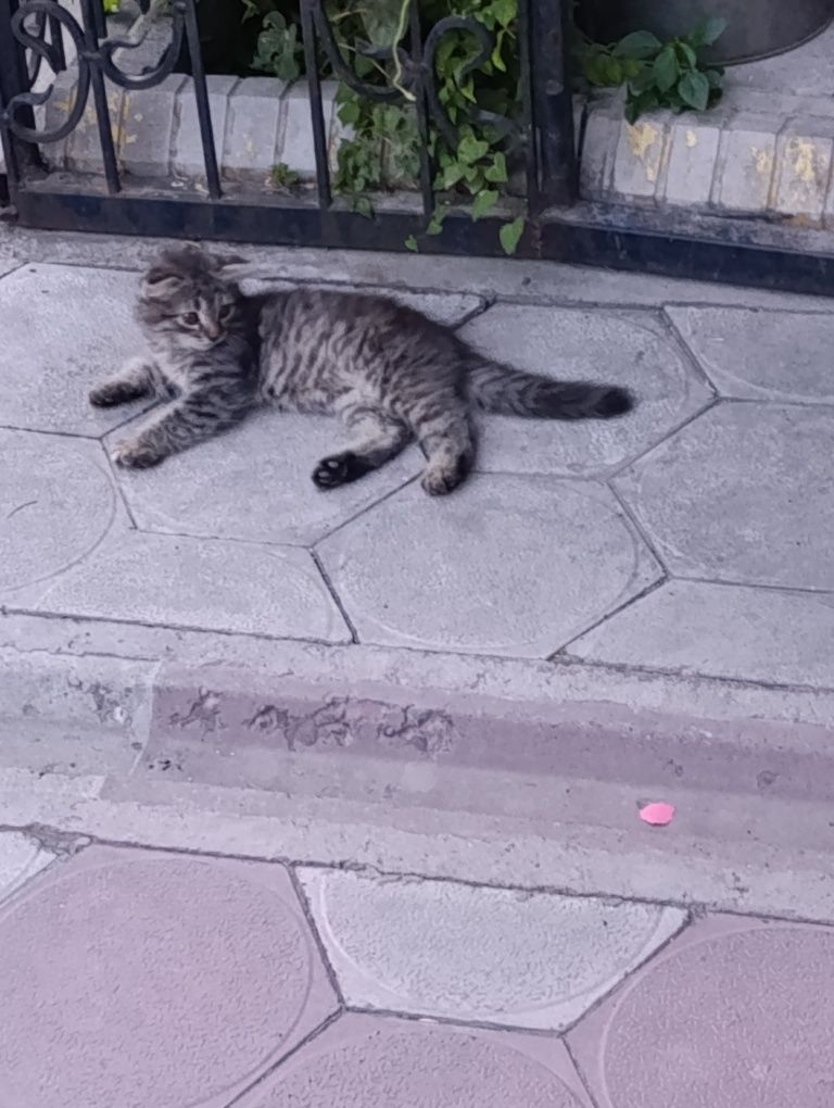 Красивые котята бесплатно