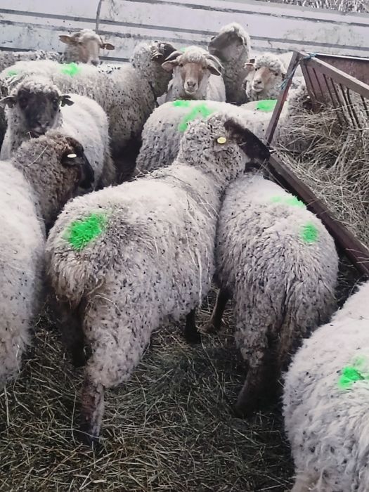 Oi la prima fătare de vânzare