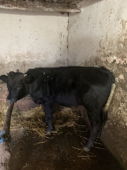 Vînd vițel bălțat