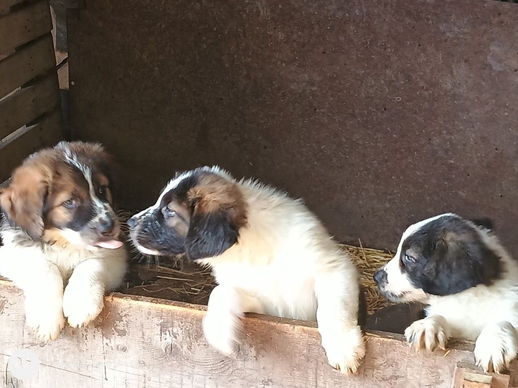 Продавам каракачанки