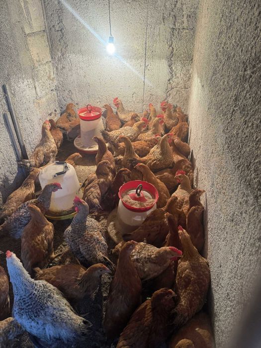 Cocosi si Puicute de vanzare