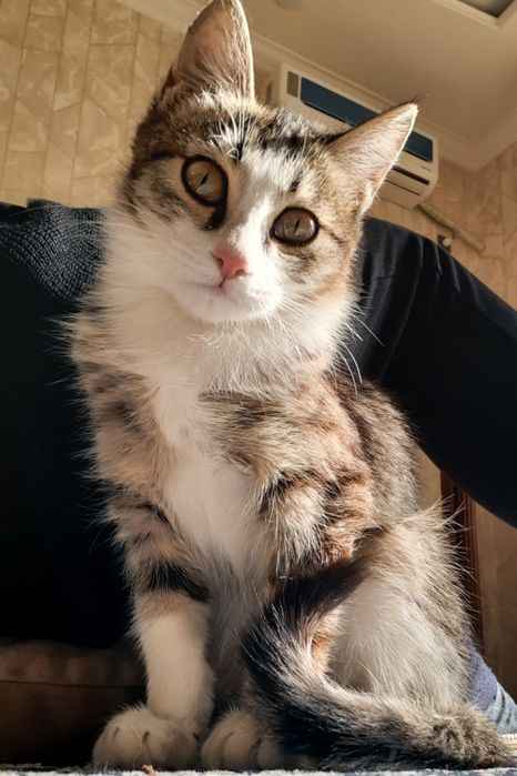 Милый котик ищет семью