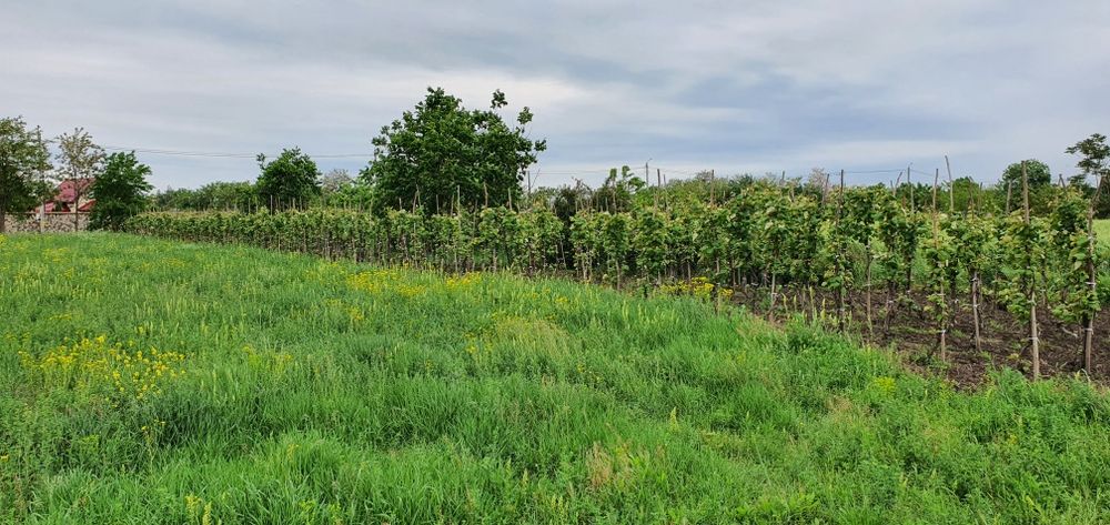 Teren intravilan 2300mp Sarulesti Sat Calarasi
