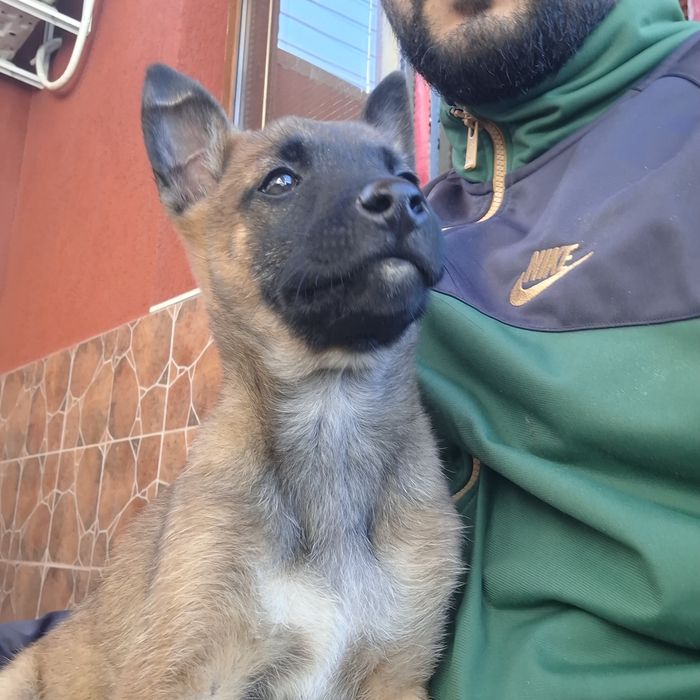 Белгийска овчарка малиноа