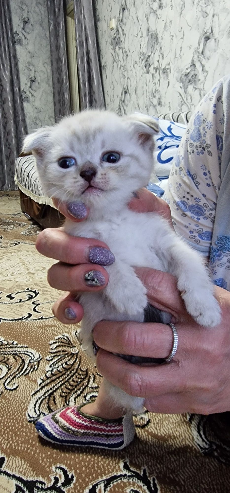 Вислоухий шотландец на вязку