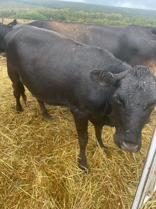 Vând  o junica Angus