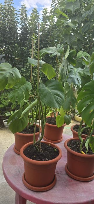 De vânzare monstera deliciosa