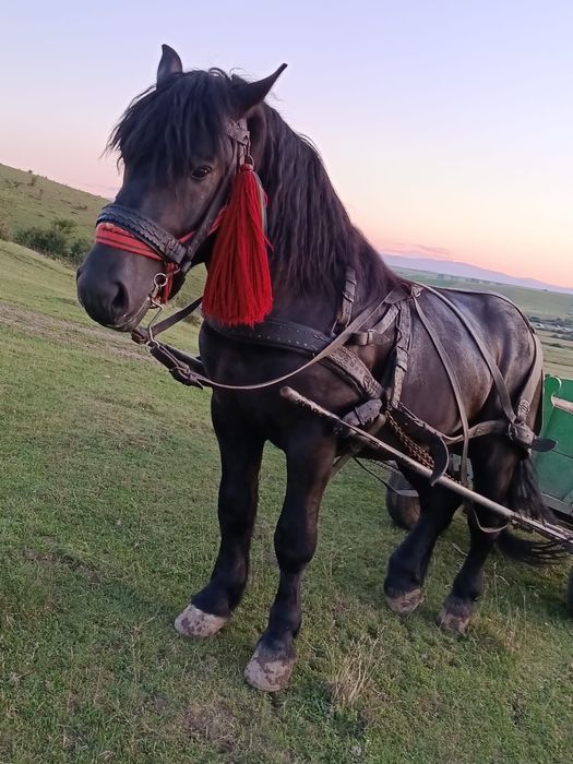Mânz de  2 ani  de vanzare