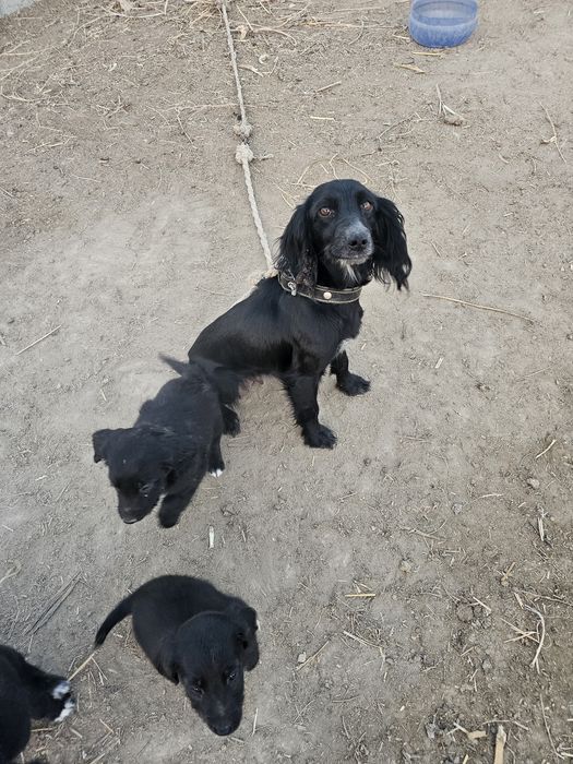 Чистый Русский охотничий спаниель