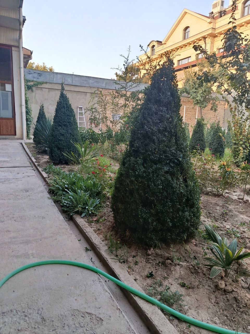 Шамшод куп йиллик