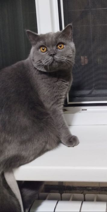 Отдам бесплатно скоттиш фолд и страйт