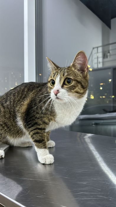 Нашли молодого кота