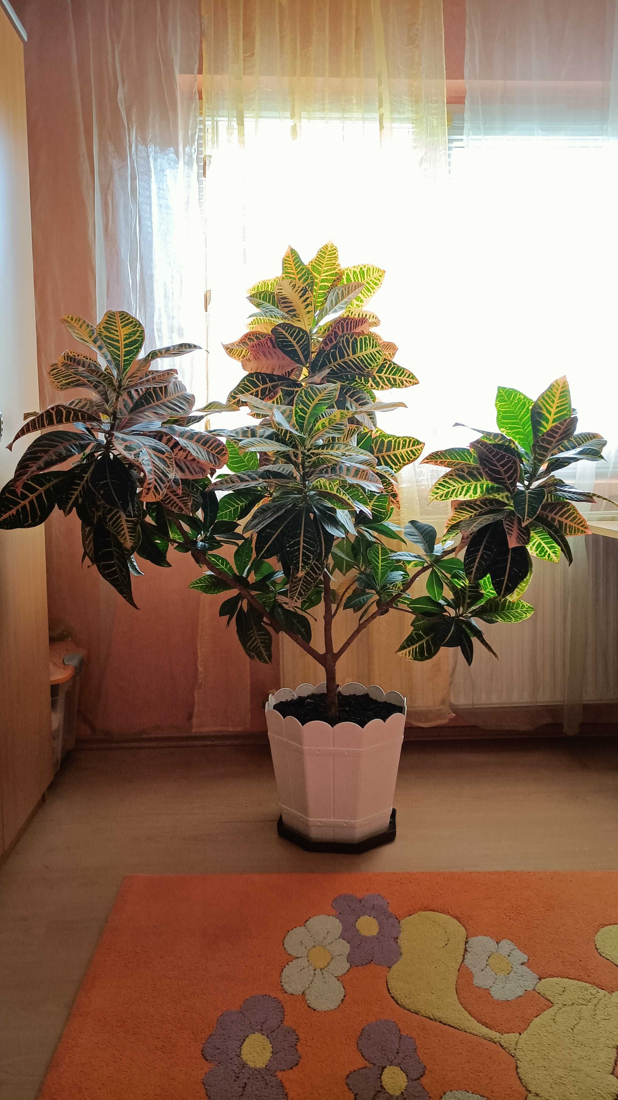 Plante naturale - Croton si ficus