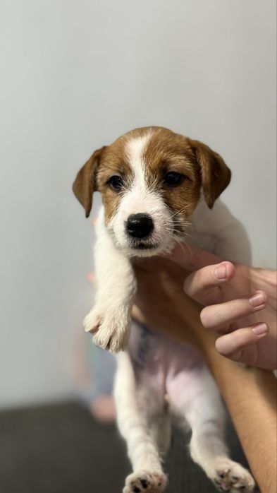 Продается щенок Джек Рассел Терьер