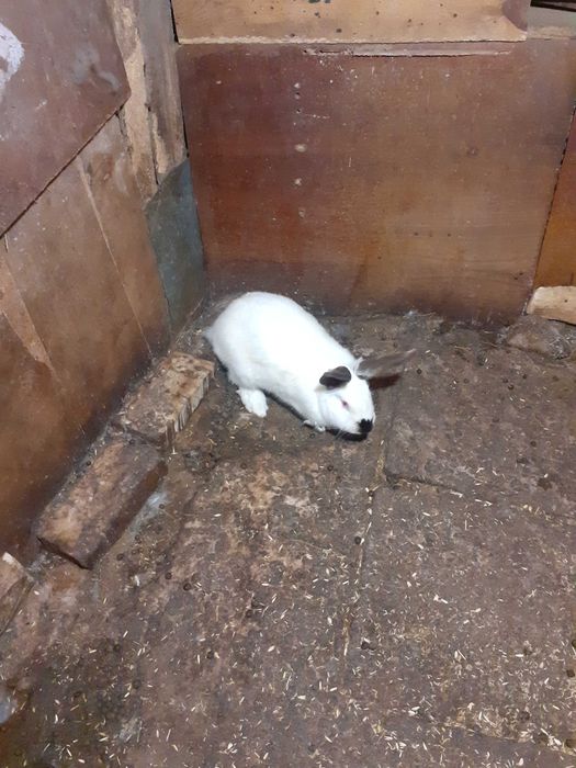 Зайци Чинчил,Калифорнийска