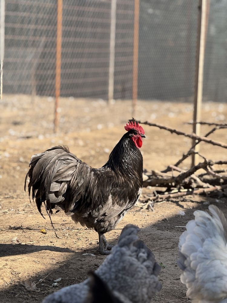 Oua pentru incubat sau pui, gaini si cocosi rasele Australorp & Brahma