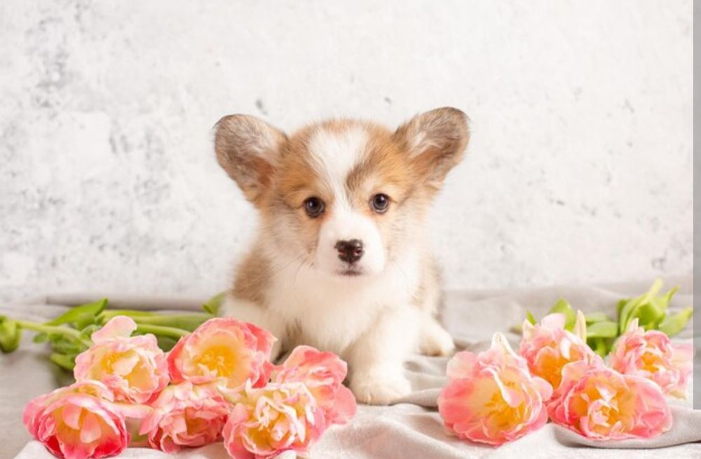 Вельш Корги Пемброк готовы к переезду