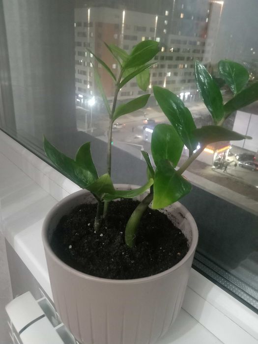 Продам комнатные растения недорого