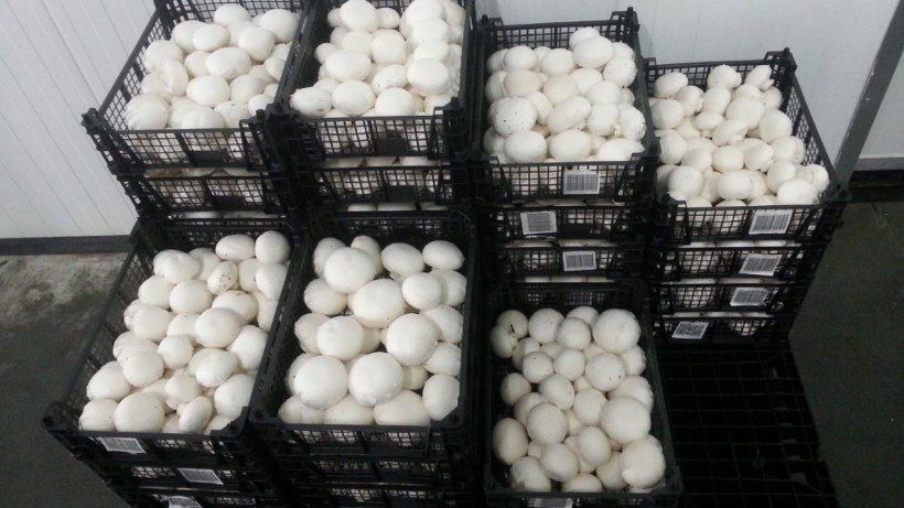 Енг даромадли бизнесни ургатамиз шампиньон кузикорин бизнеси