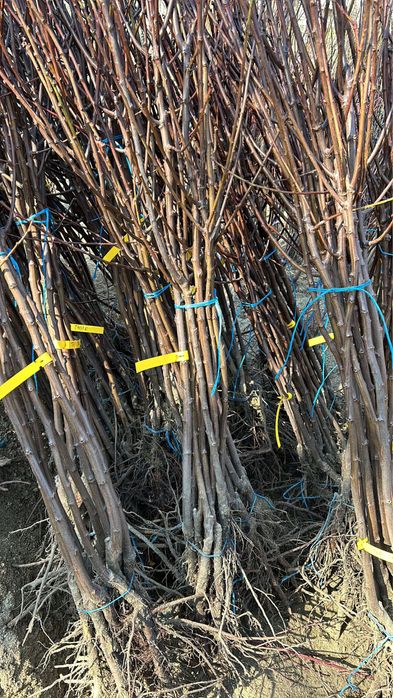 Pomi Fructiferi Certificați