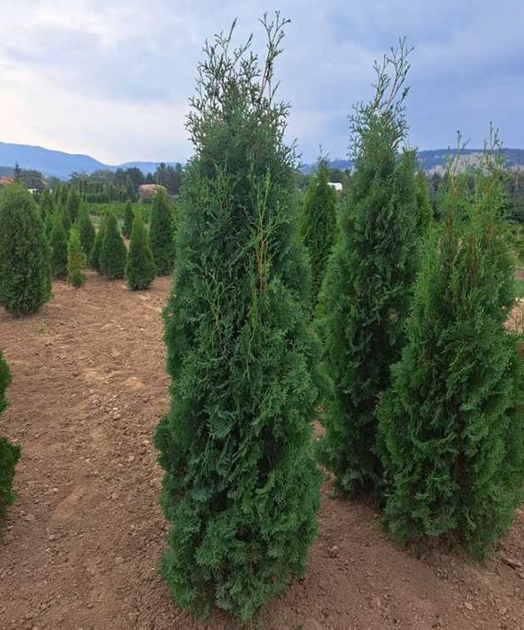 Plante ornamentale verzi pentru orice spațiu exterior