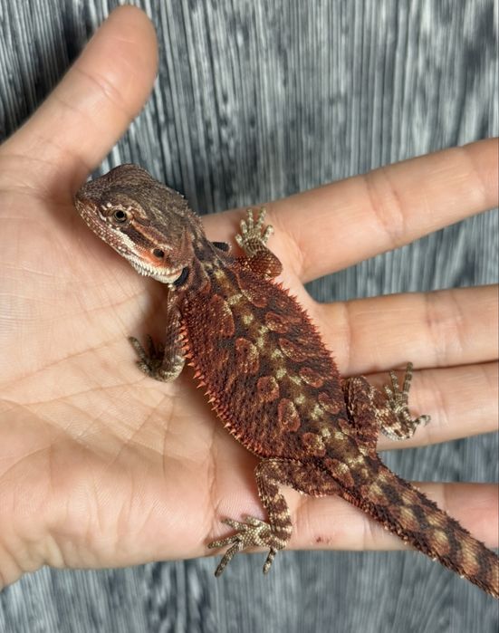 Pui agama cu barba / Dragon barbos