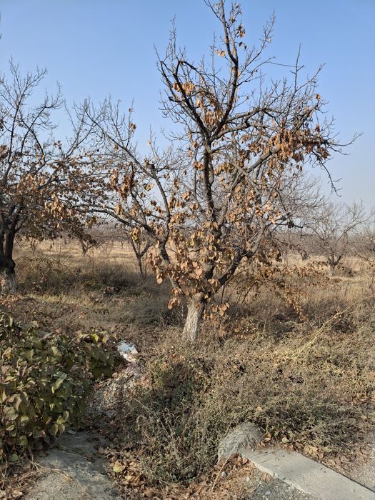 Урик утин сотилади